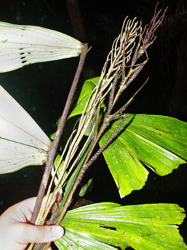 Aiphanes ulei — photo