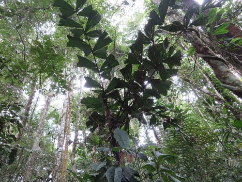Aiphanes ulei