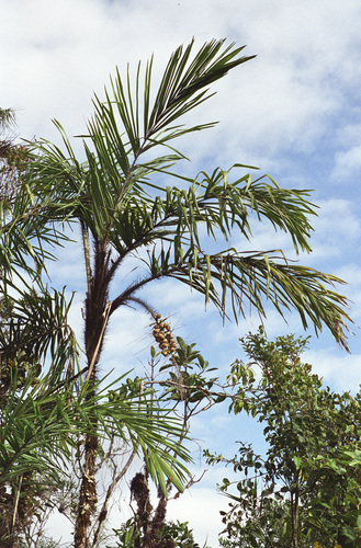 Aiphanes verrucosa