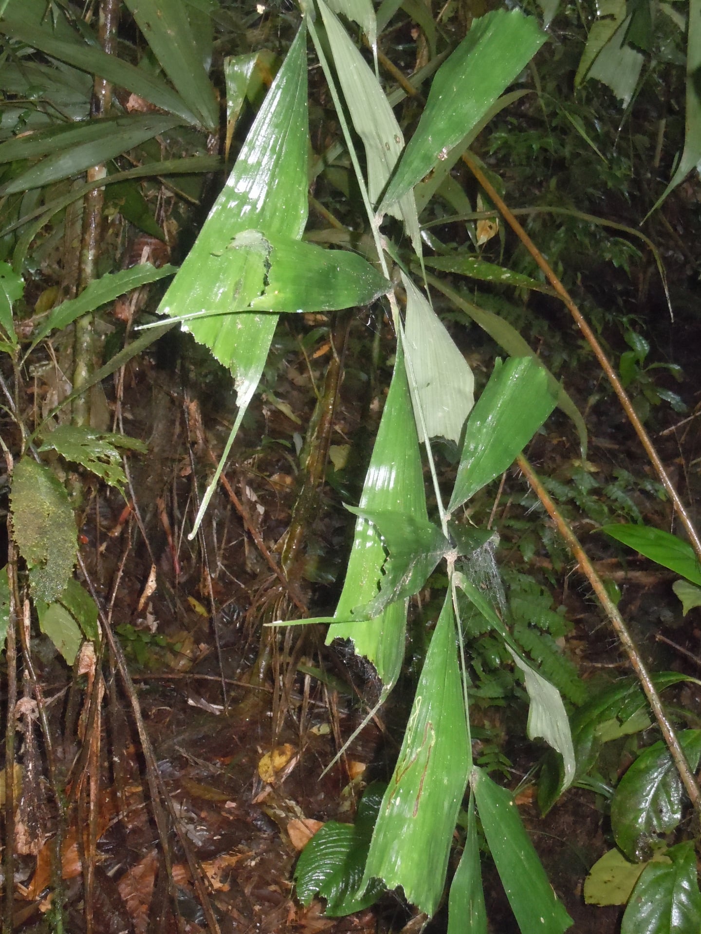 Aiphanes weberbaueri — photo