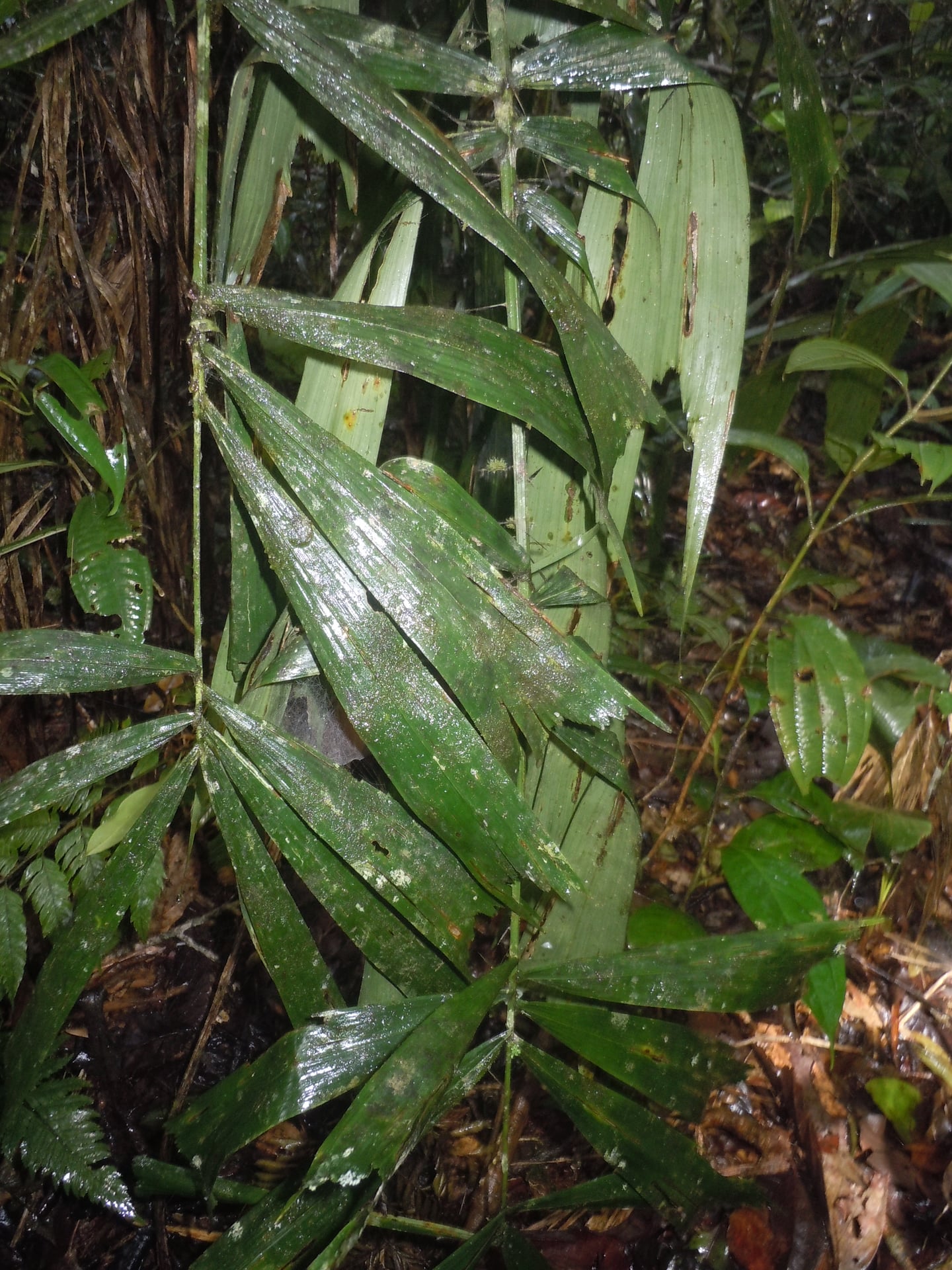 Aiphanes weberbaueri — photo