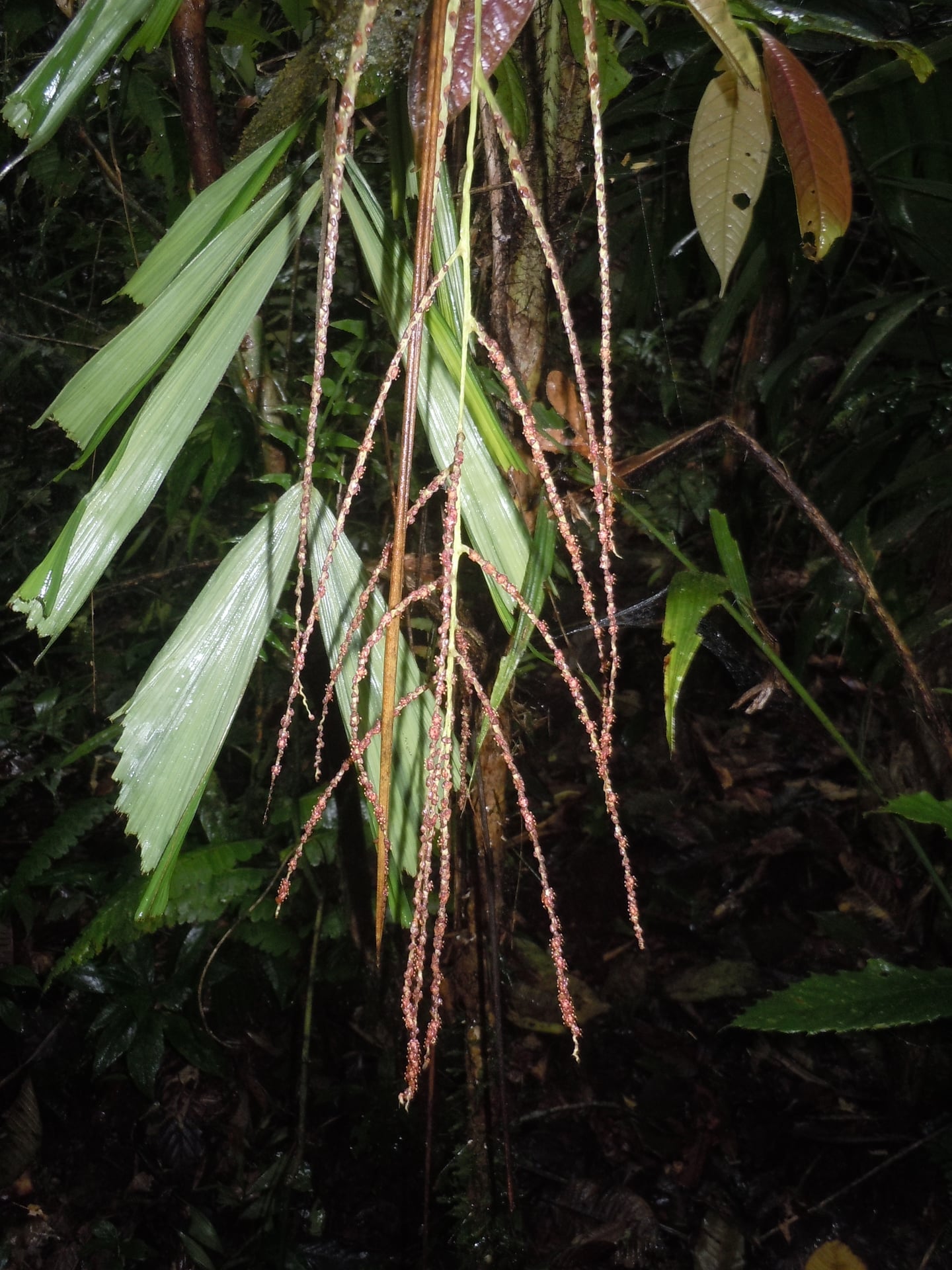 Aiphanes weberbaueri