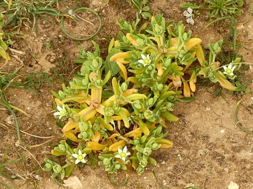 Aizoanthemum hispanicum (Blue water iceplant) — photo