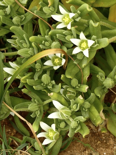 Aizoanthemum hispanicum (Blue water iceplant) — photo