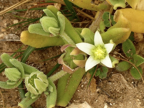 Aizoanthemum hispanicum