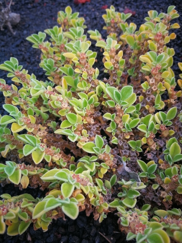 Aizoon canariense (Purslane-leaved aizoon) — photo