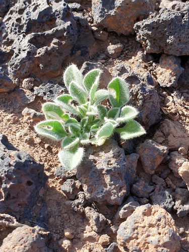 Aizoon canariense (Purslane-leaved aizoon) — photo
