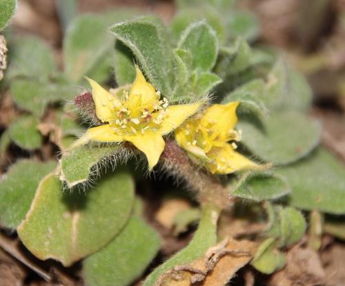 Aizoon glinoides