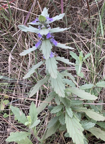 Ajuga integrifolia (Bracted bugleweed) — photo