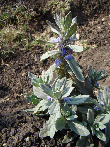 Ajuga integrifolia (Bracted bugleweed) — photo