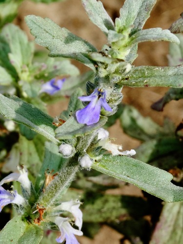 Ajuga integrifolia