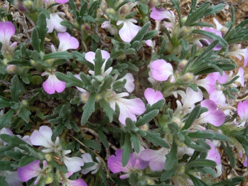 Ajuga iva — photo