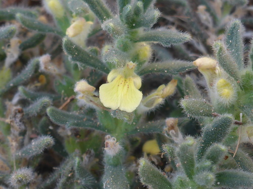 Ajuga iva — photo