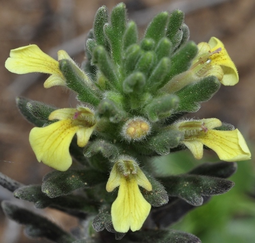 Ajuga iva