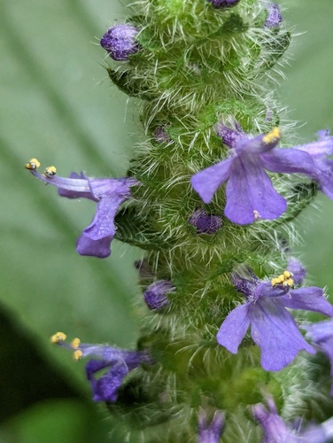 Ajuga macrosperma (Bugle) — photo