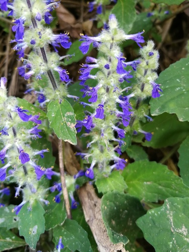 Ajuga macrosperma (Bugle) — photo