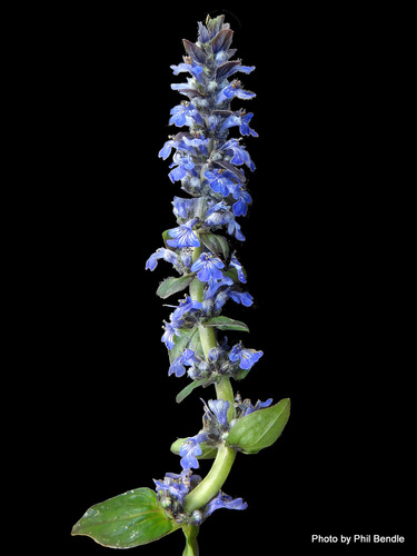 Ajuga reptans (Common bugleweed) — photo