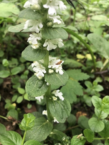 Ajuga reptans (Common bugleweed) — photo