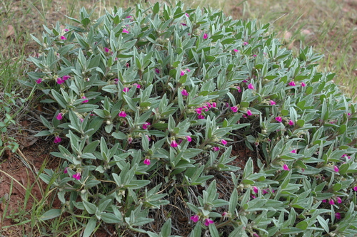 Ajuga turkestanica — photo
