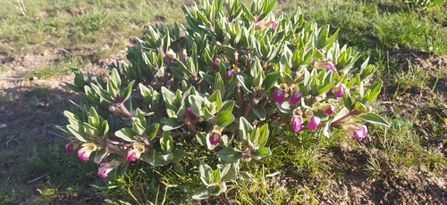 Ajuga turkestanica