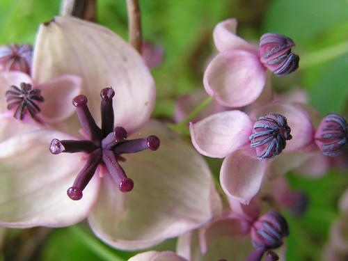 Akebia quinata (Five leaf akebia) — photo