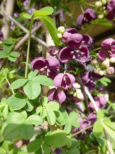 Akebia quinata (Five leaf akebia) — photo