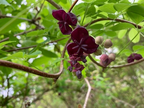 Lardizabalaceae