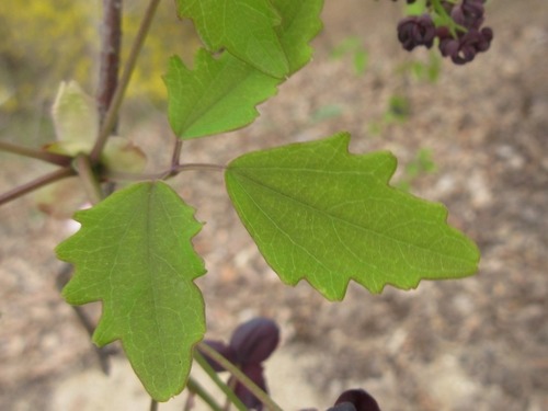 Akebia trifoliata (Three Leaf Akebia) — photo