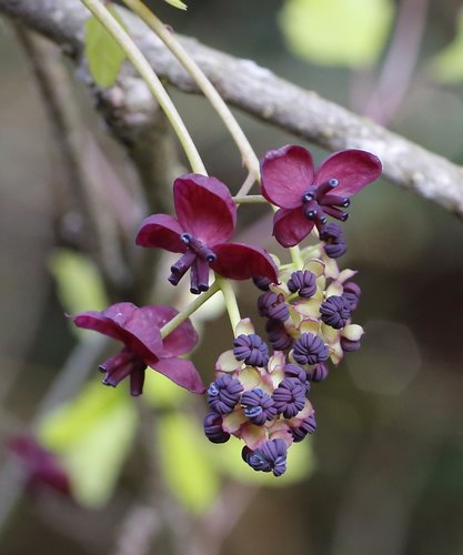 Akebia trifoliata (Three Leaf Akebia) — photo