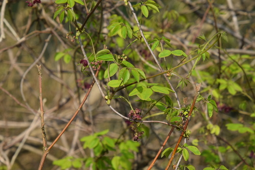 Akebia x pentaphylla — photo