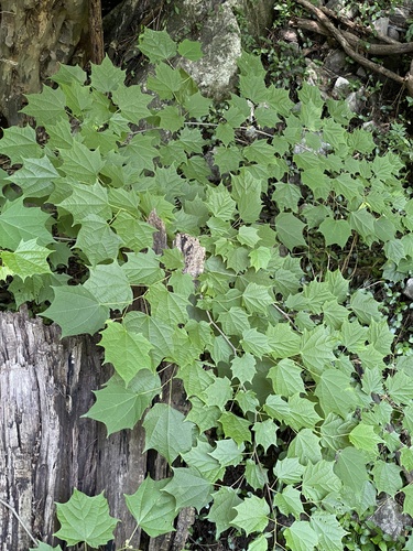 Alangium chinense (Alangier) — photo