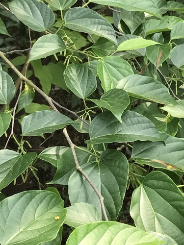 Alangium chinense