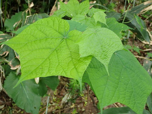 Alangium platanifolium — photo