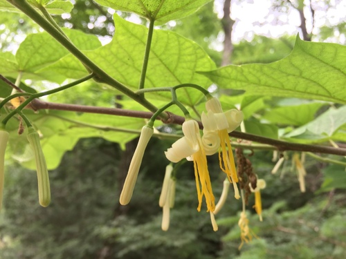 Cornaceae