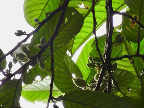 Alangium ridleyi (Lowland alangium tree) — photo