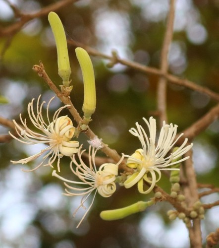 Alangium salviifolium (Sage-leaved Alangium) — photo