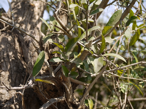 Alangium salviifolium (Sage-leaved Alangium) — photo