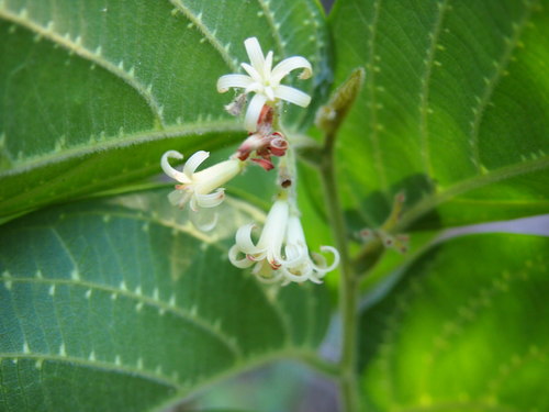 Alangium villosum (Muskwood) — photo