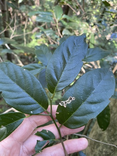 Alangium villosum (Muskwood) — photo
