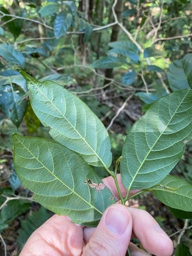 Alangium villosum