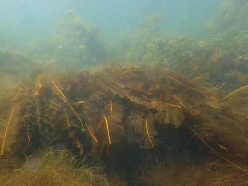 Alaria esculenta (Dabberlocks) — photo