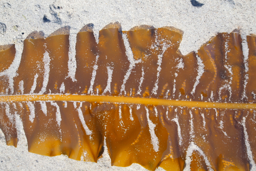 Alaria marginata (Winged kelp) — photo