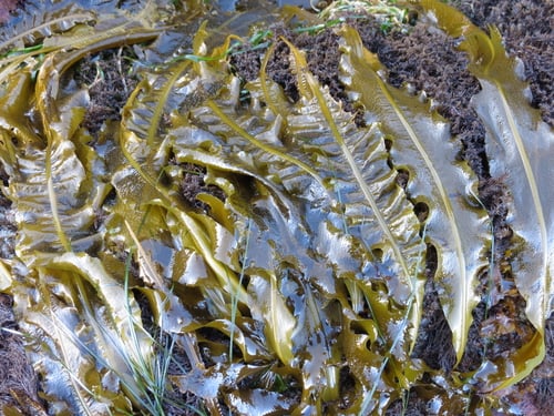 Alaria marginata