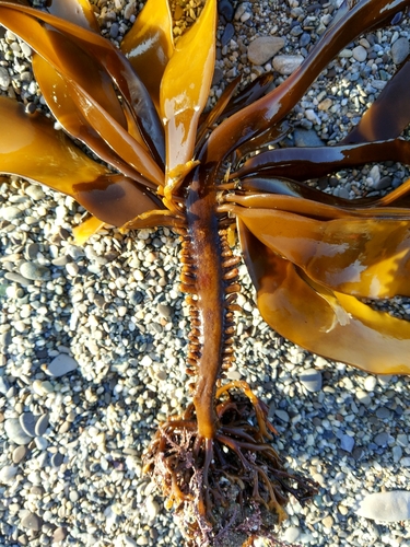 Alaria ochotensis (Karafuto-wakame) — photo