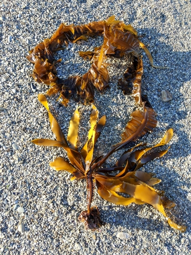 Alaria ochotensis