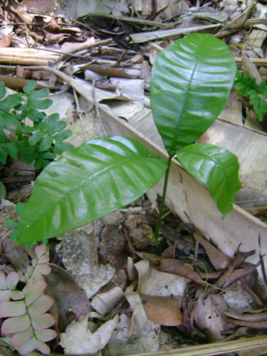 Alatococcus siqueirae — photo