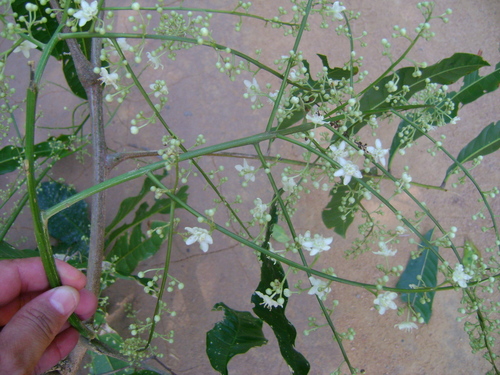 Alatococcus siqueirae — photo