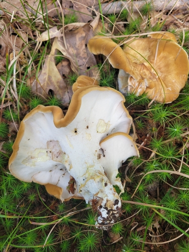 Albatrellus confluens — photo