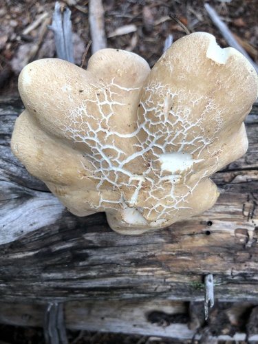 Albatrellus ovinus (Sheep polypore) — photo