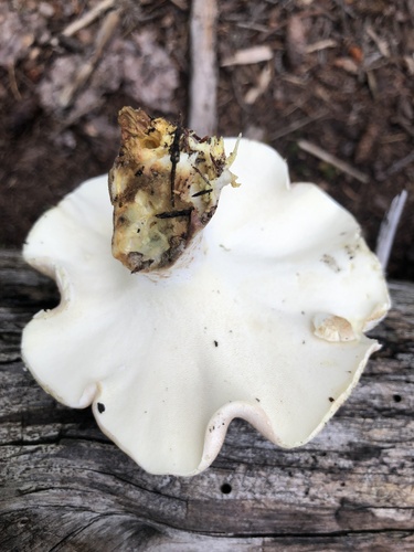 Albatrellus ovinus (Sheep polypore) — photo